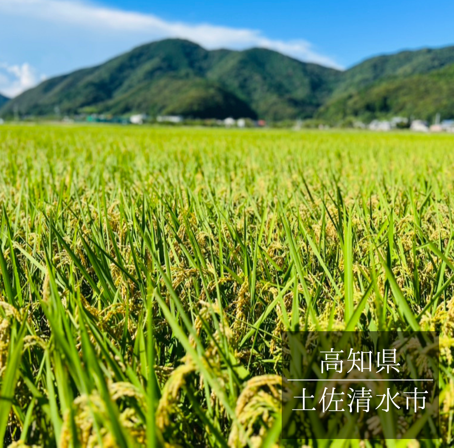 2025年新米土佐清水産 コシヒカリ