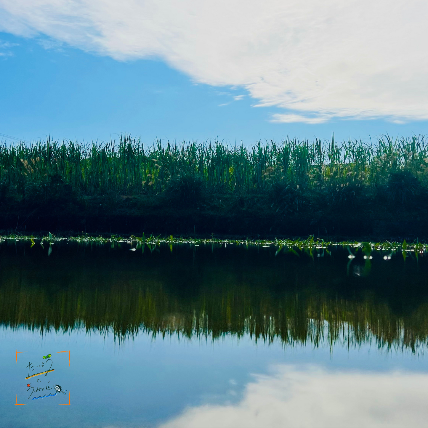 こだわりの伝統製法 足摺黄金糖