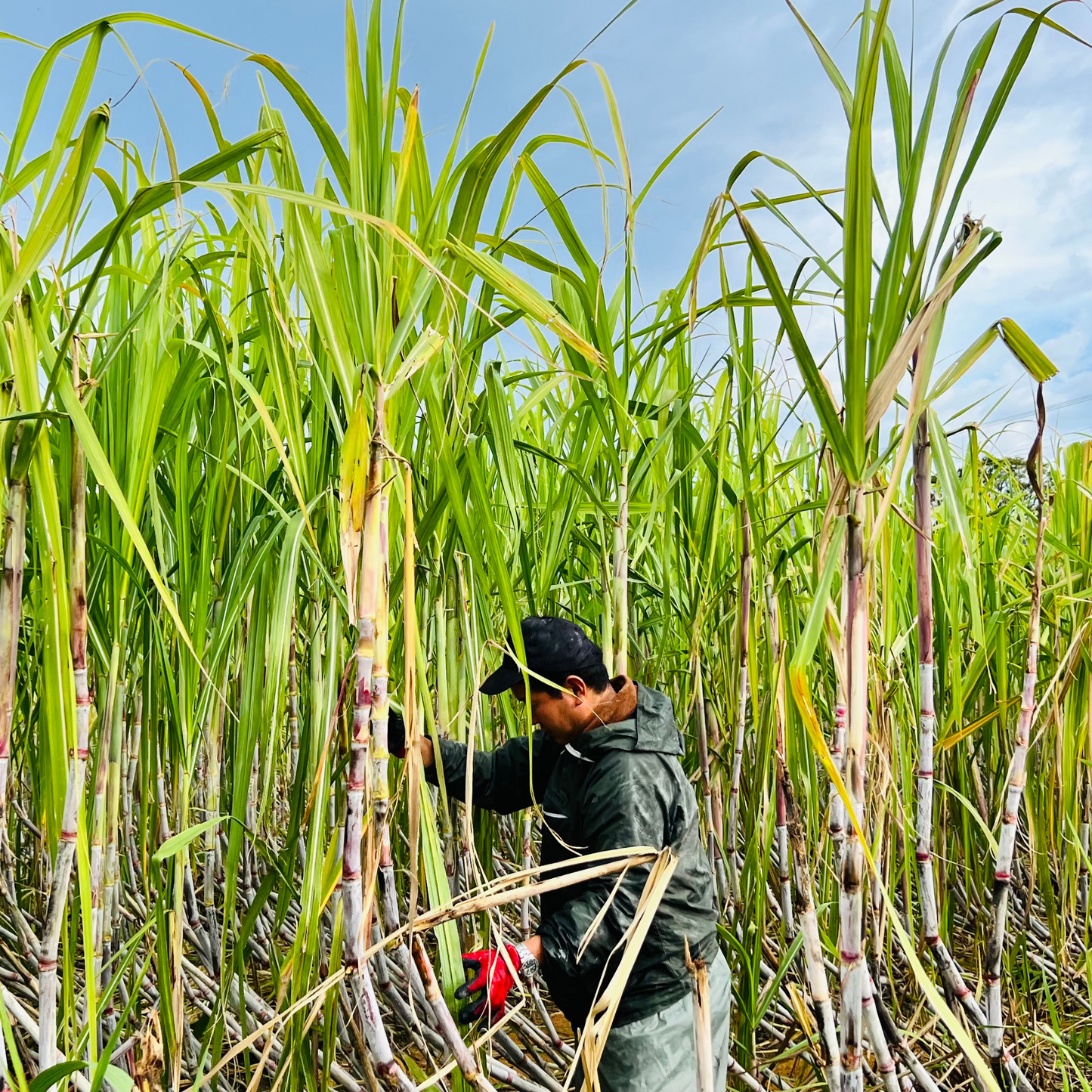 こだわりの伝統製法 足摺黄金糖