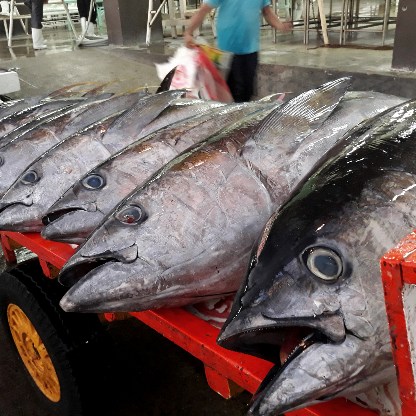 高知県大月町産本マグロ大トロ