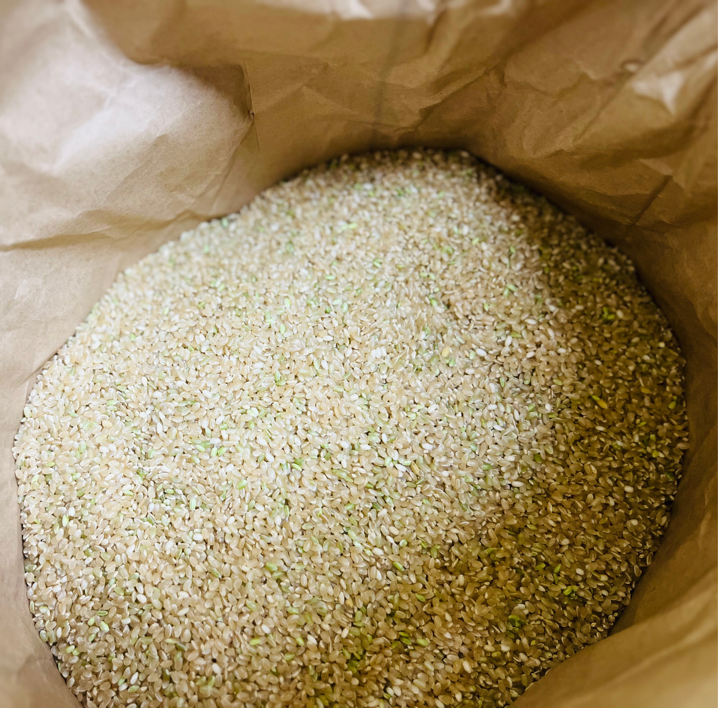 2025年新米土佐清水産 コシヒカリ