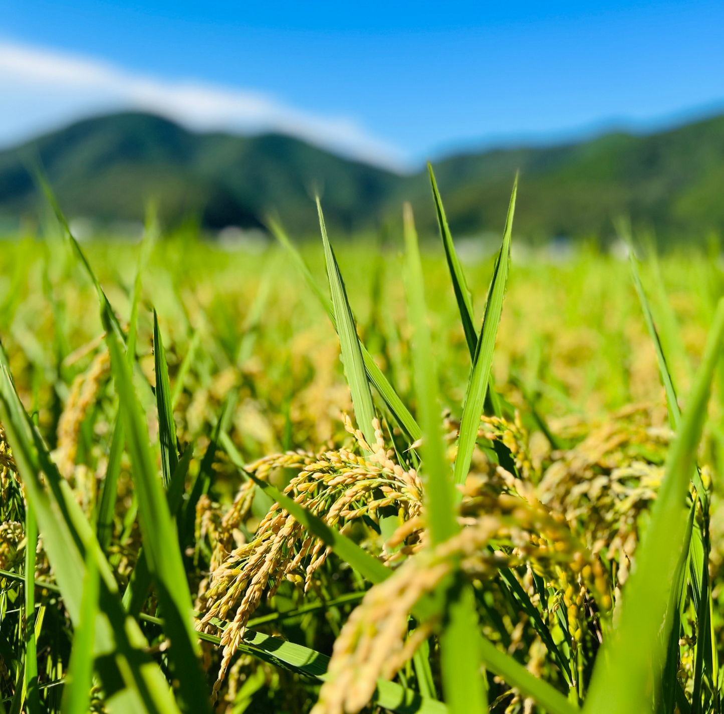 2025年新米土佐清水産 ミルキークイーン