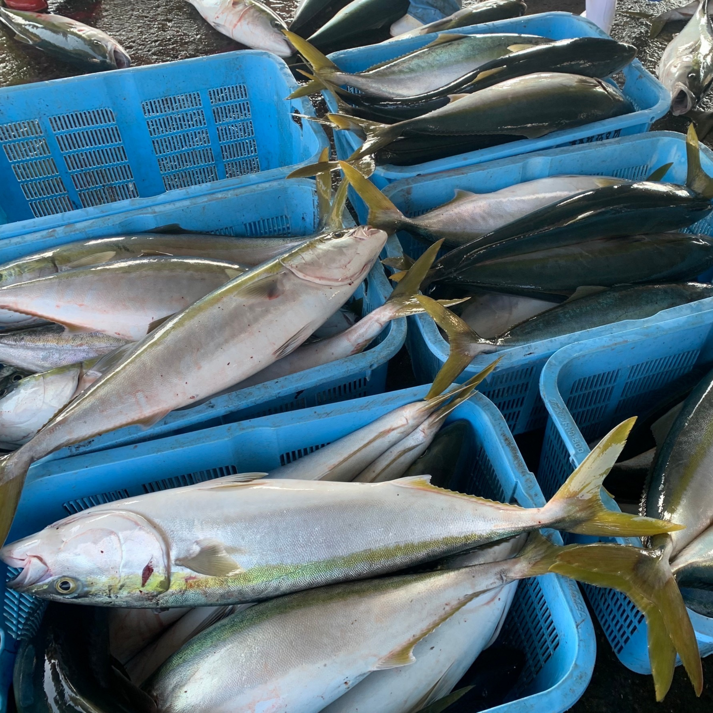 藁焼たたき食べ比べセット(冷凍)