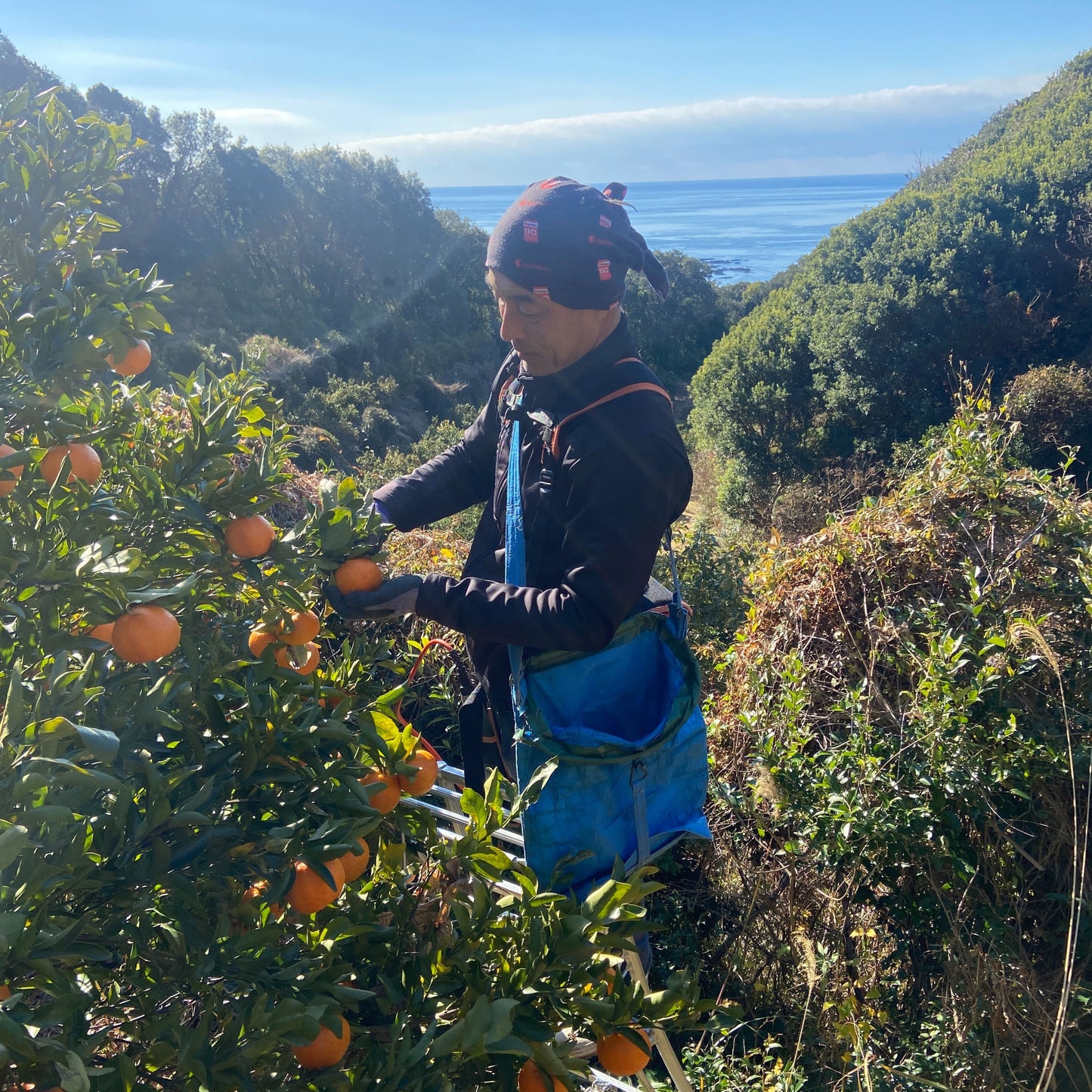 乳酸菌生成ポンカン