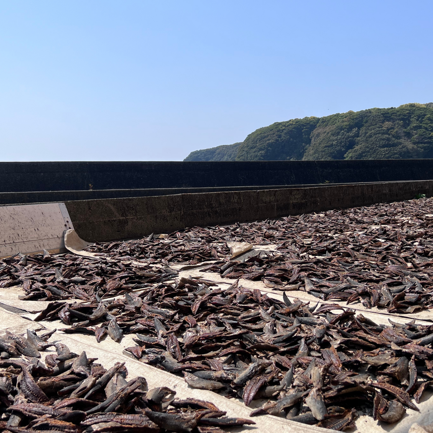 宗田節うまみだし(10倍希釈)