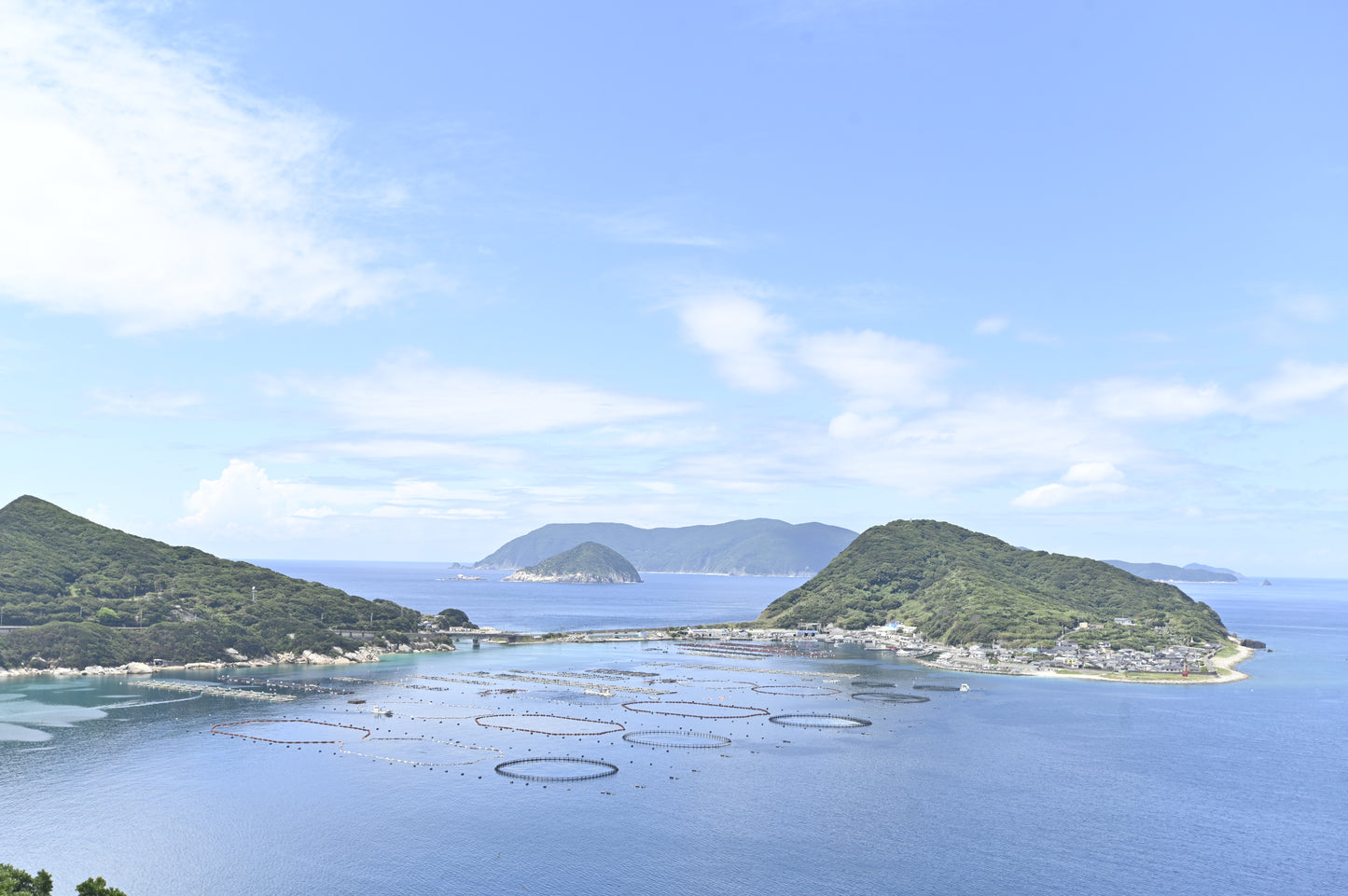 高知県大月町産本マグロ大トロ