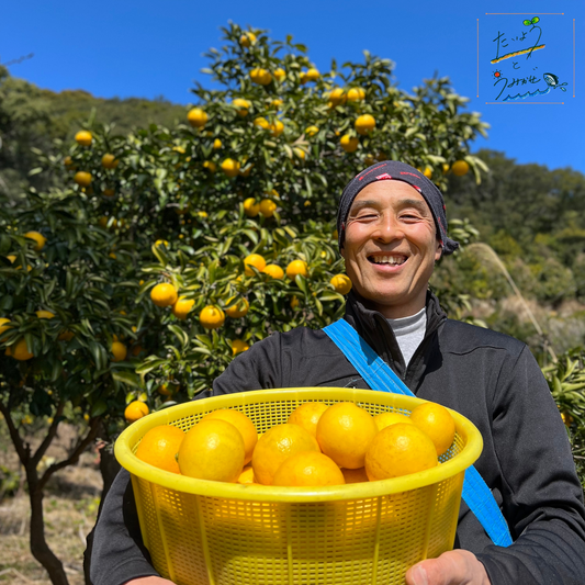 土佐清水産 小夏