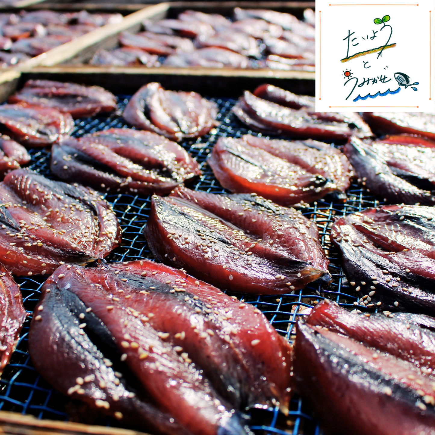 特選!土佐清水産干物セット