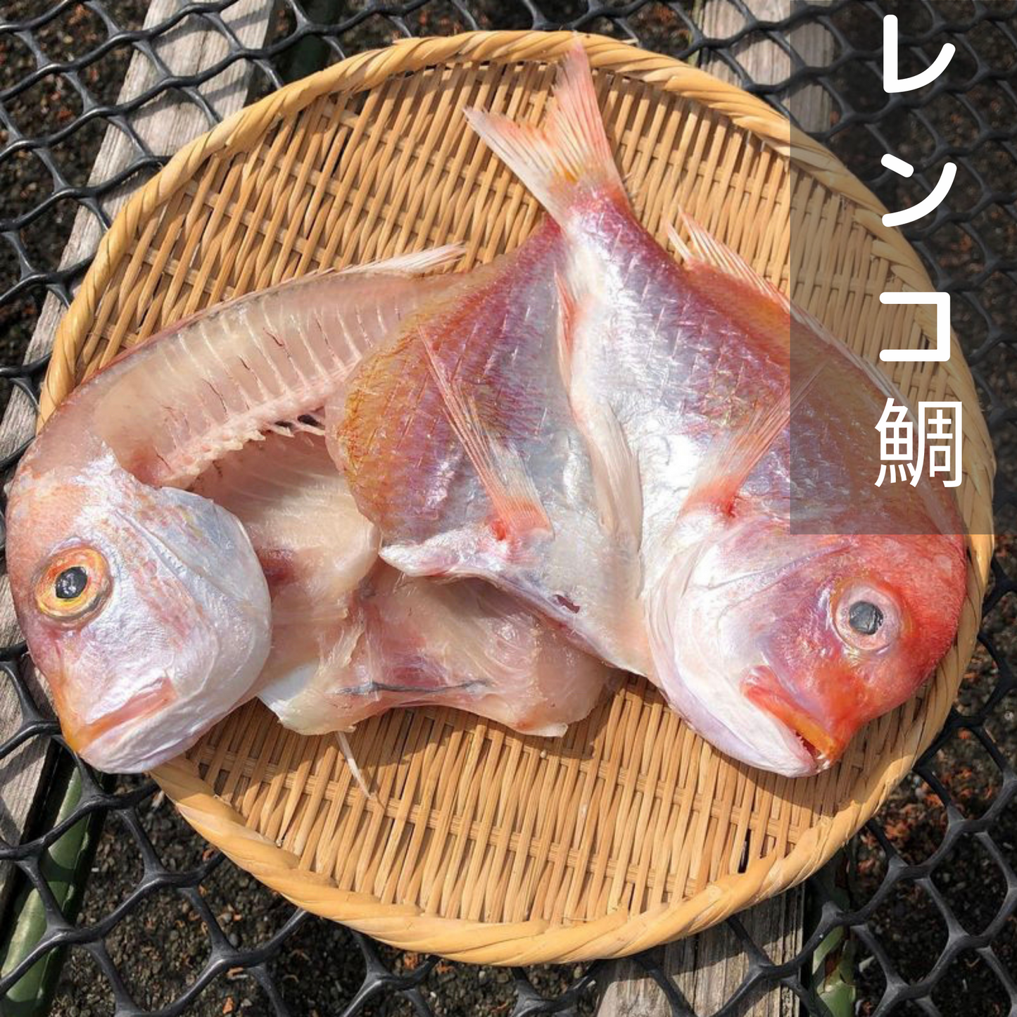 特選!土佐清水産干物セット