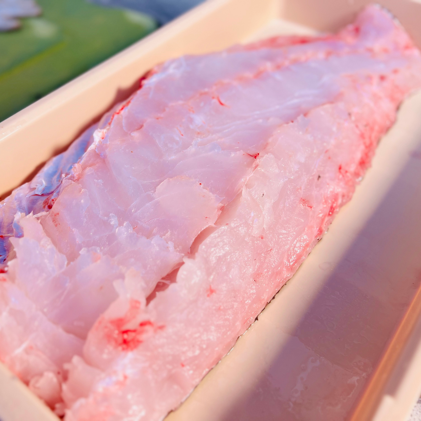 足摺岬沖獲れ!天然本クエ(鍋用)500g