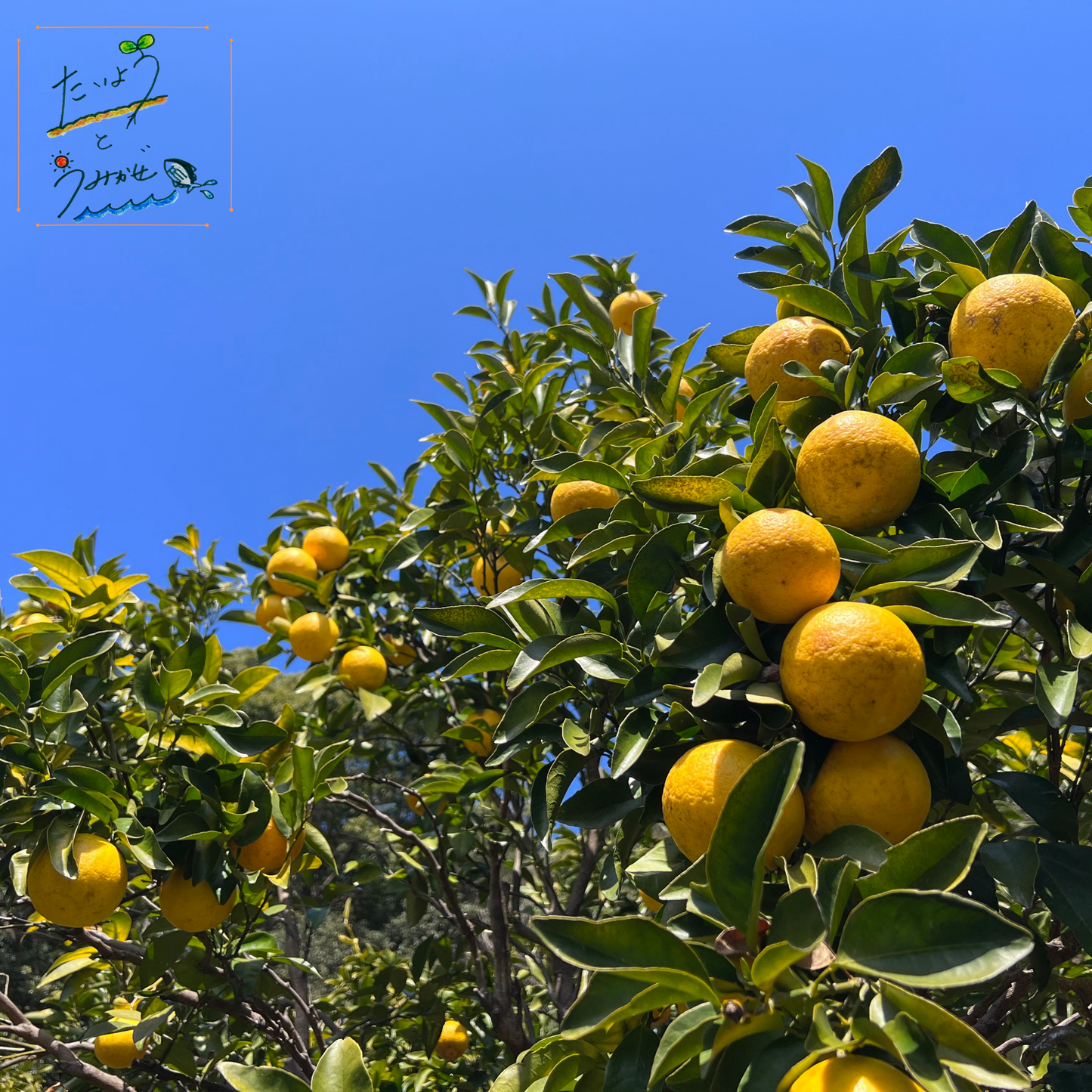 土佐清水産小夏(家庭用)