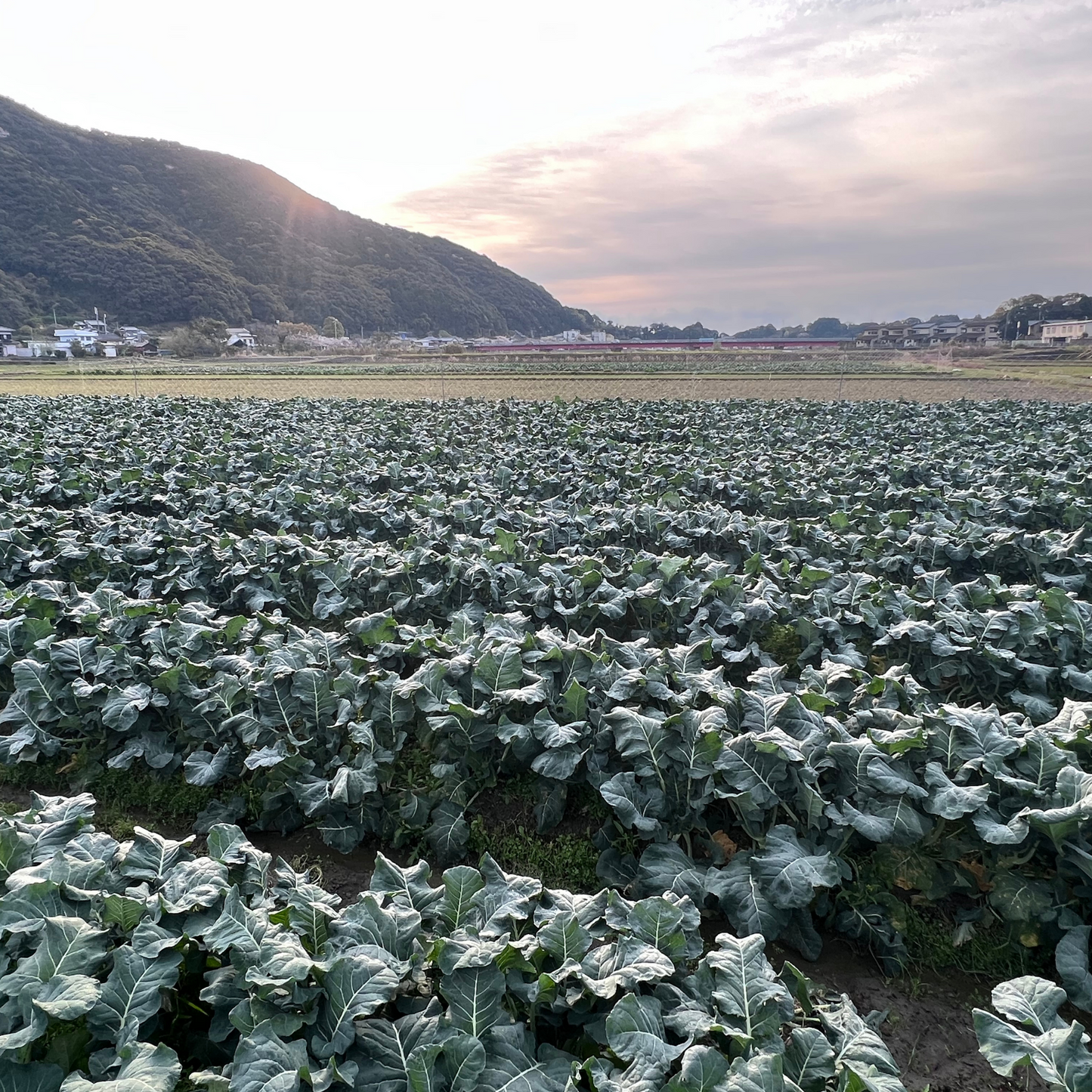 朝採れ春ブロッコリー