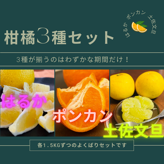 柑橘3種セット
