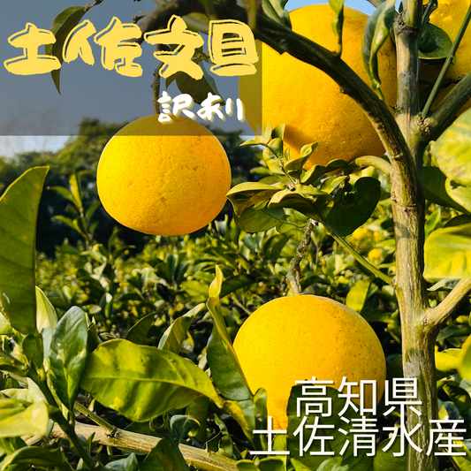 土佐文旦(訳あり)