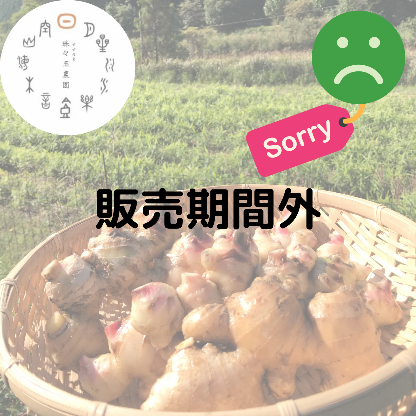 自然農生姜