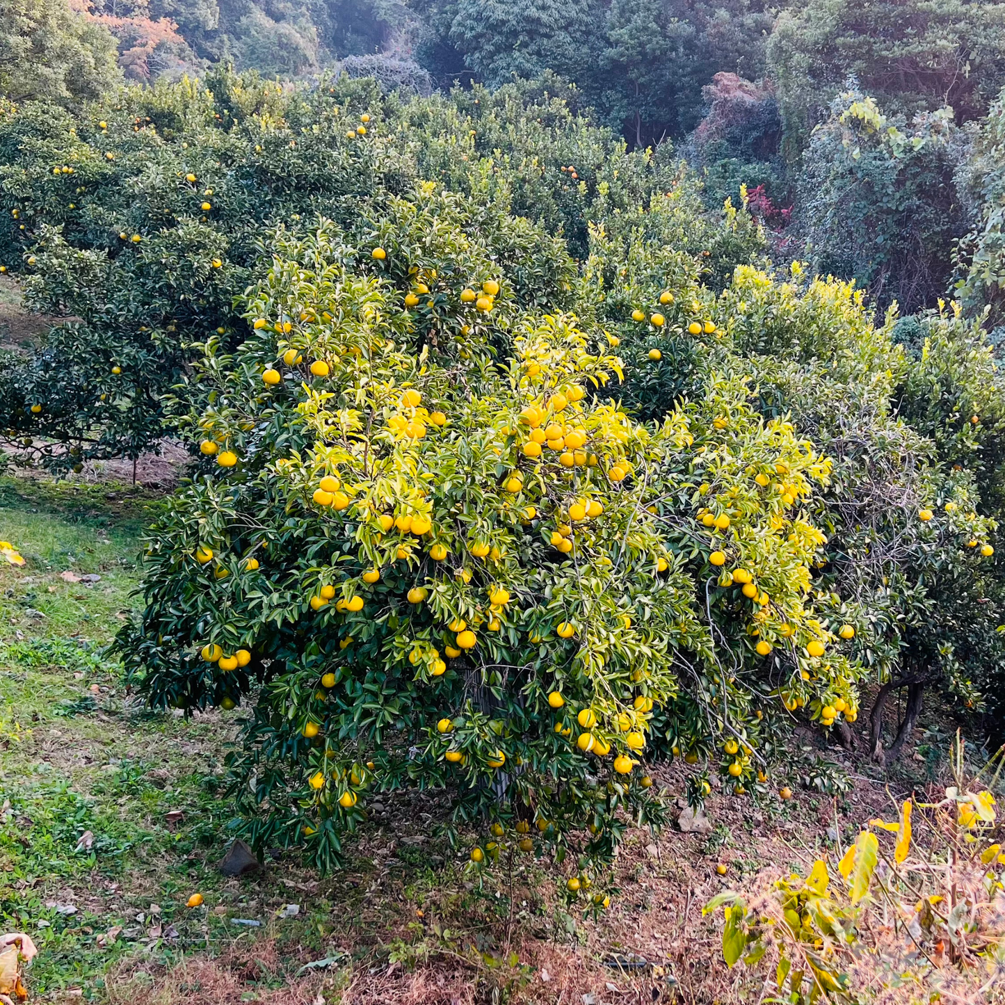 土佐文旦(訳あり)
