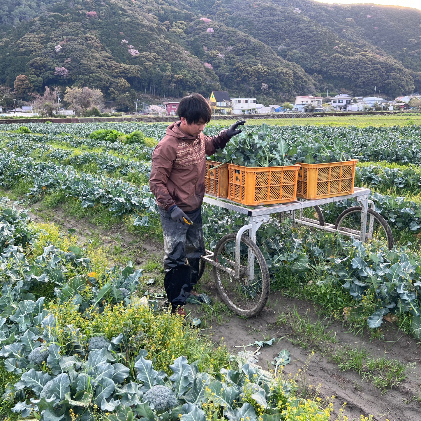 朝採れ春ブロッコリー