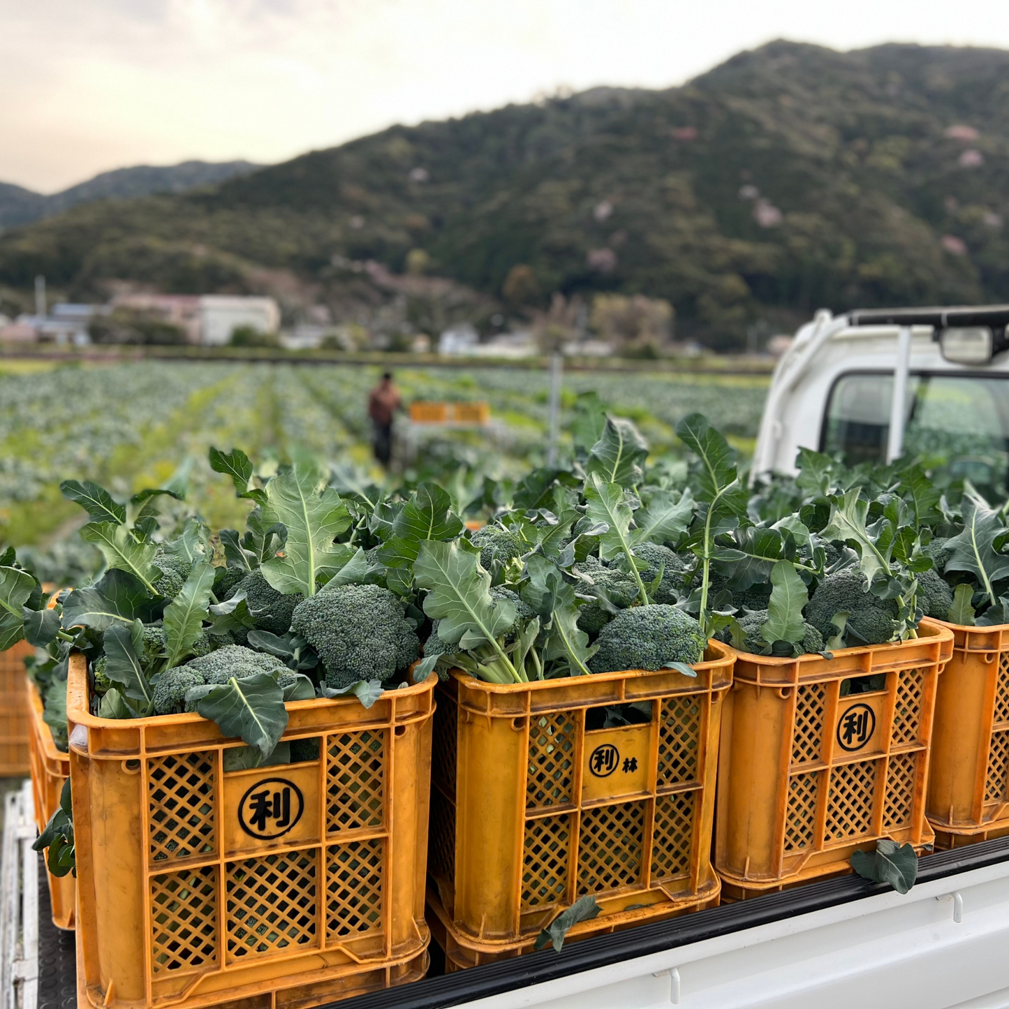 朝採れ春ブロッコリー
