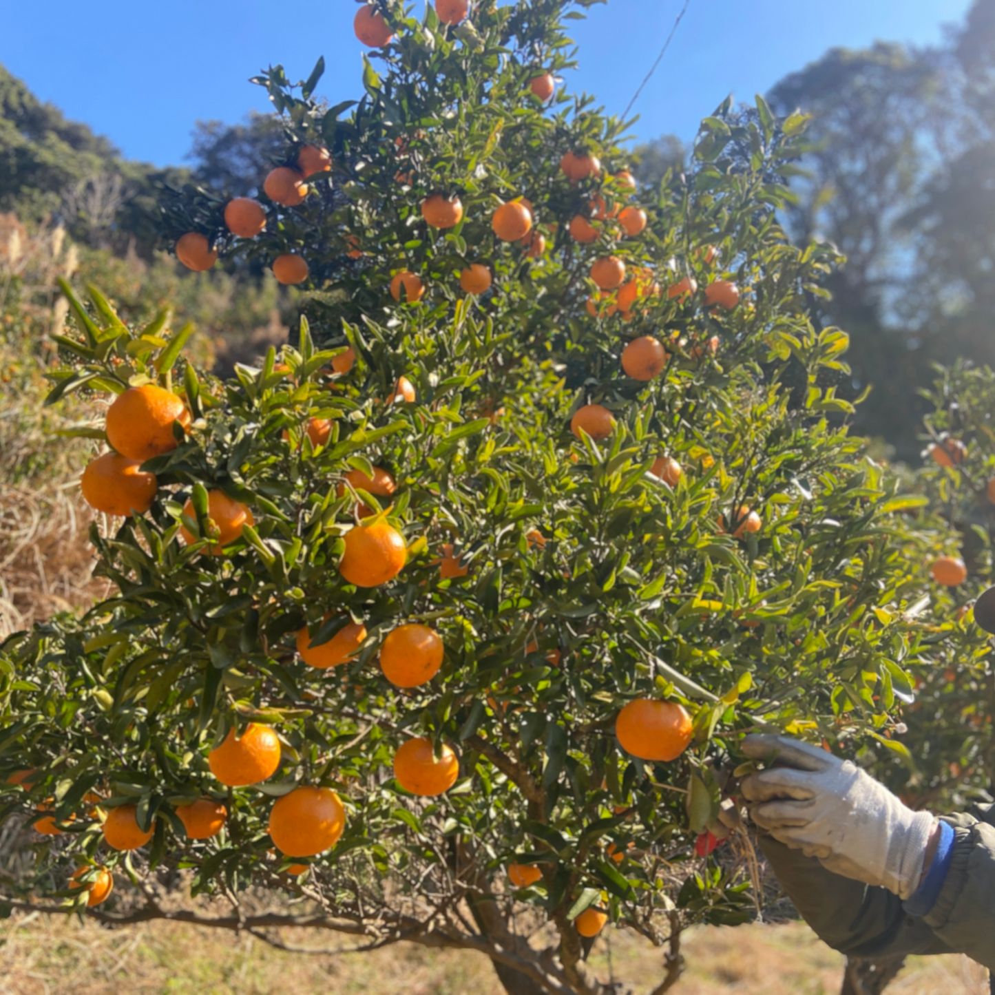 乳酸菌生成ポンカン