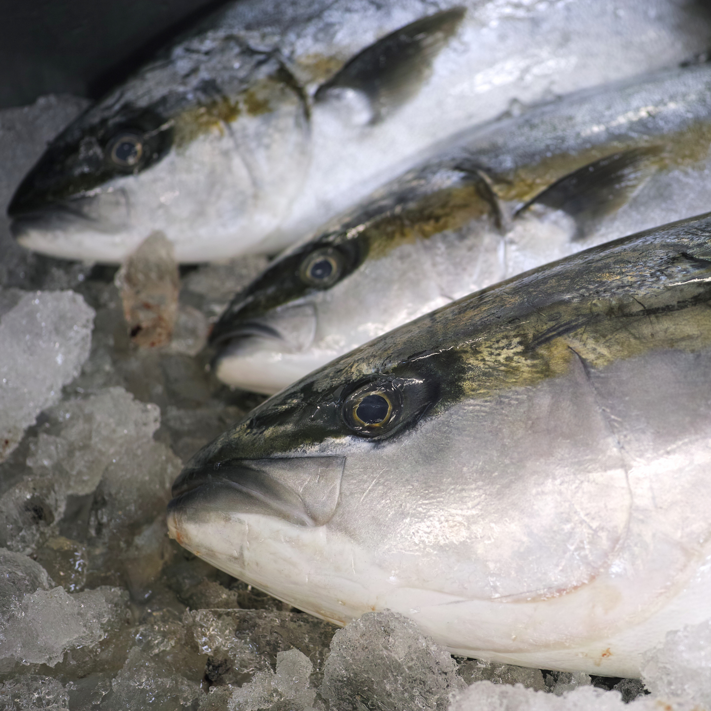 天然ブリの藁焼きたたき