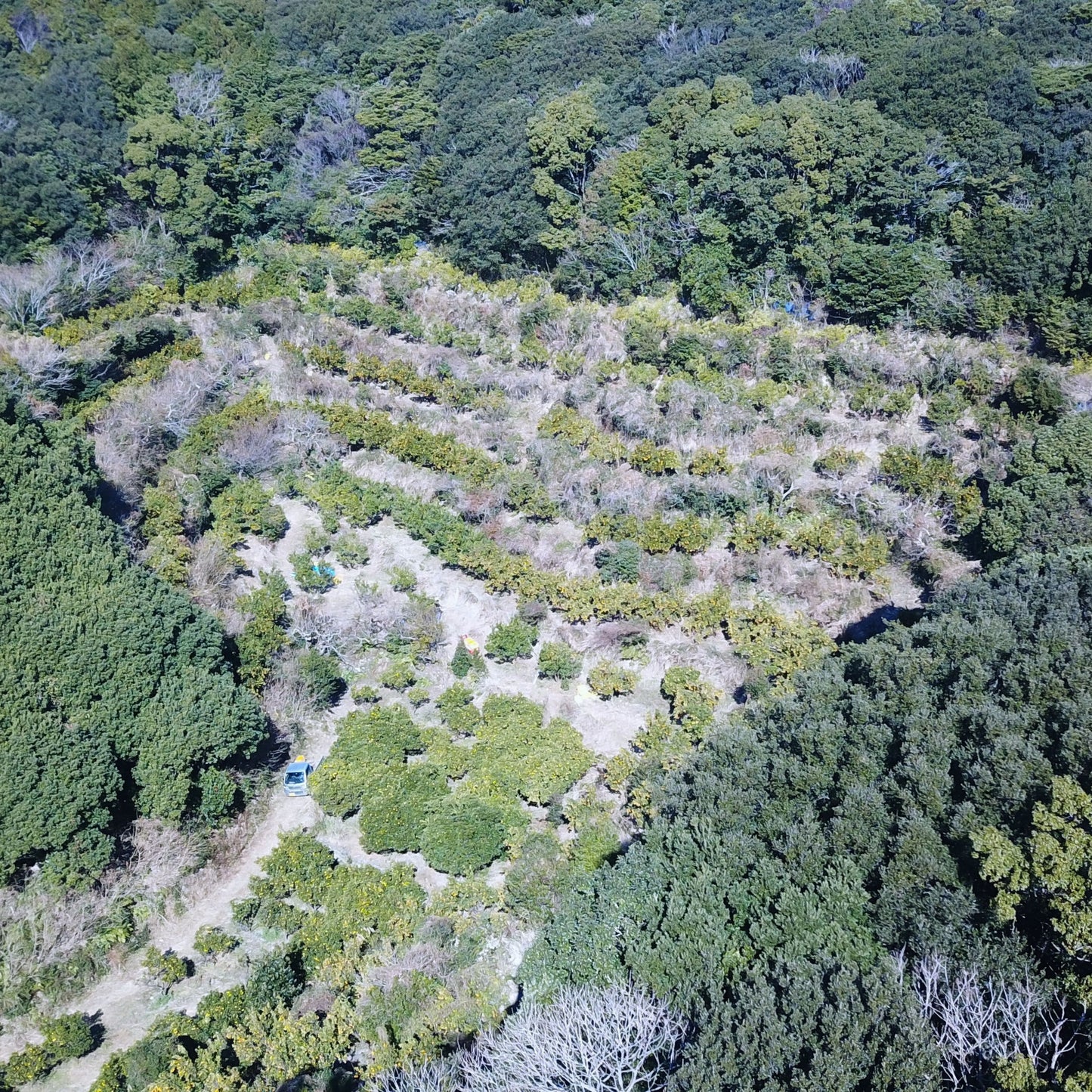 乳酸菌生成ポンカン