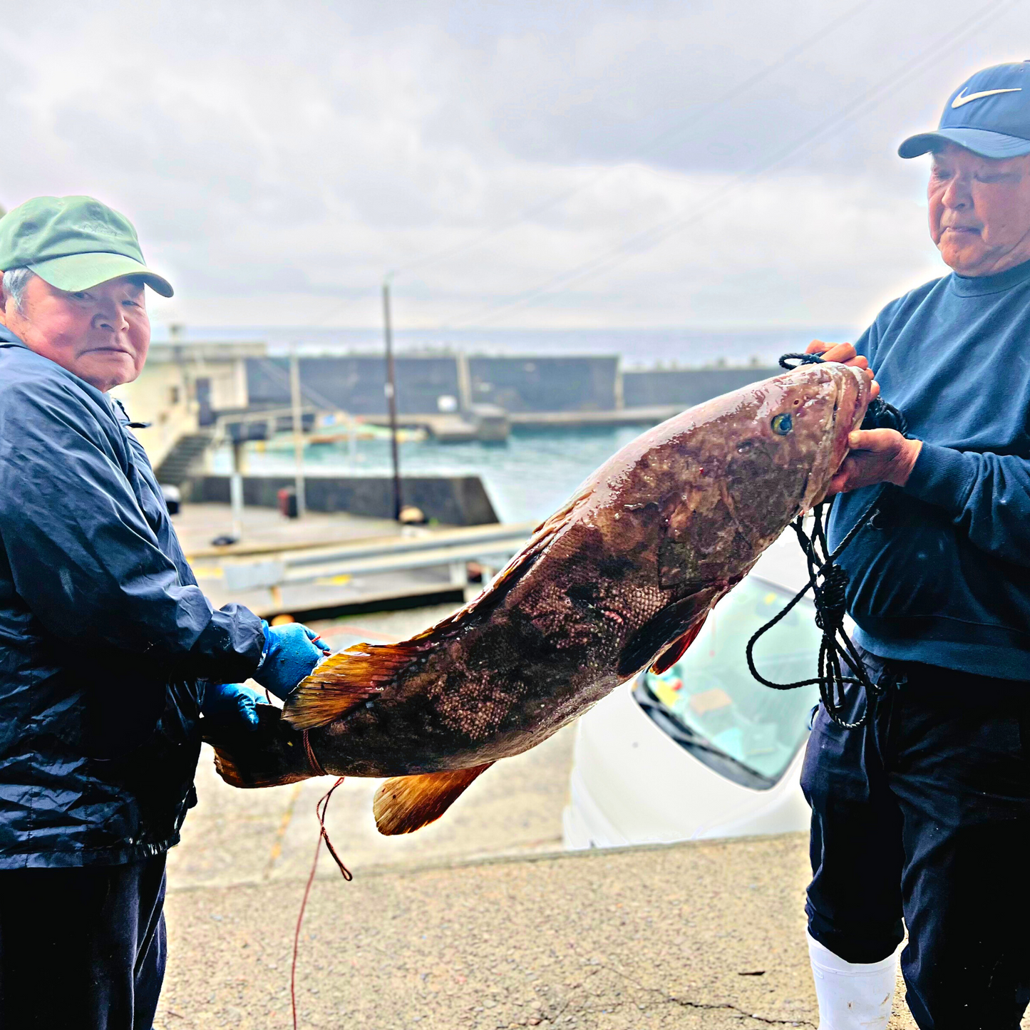 足摺岬沖獲れ!天然本クエ(鍋用)500g