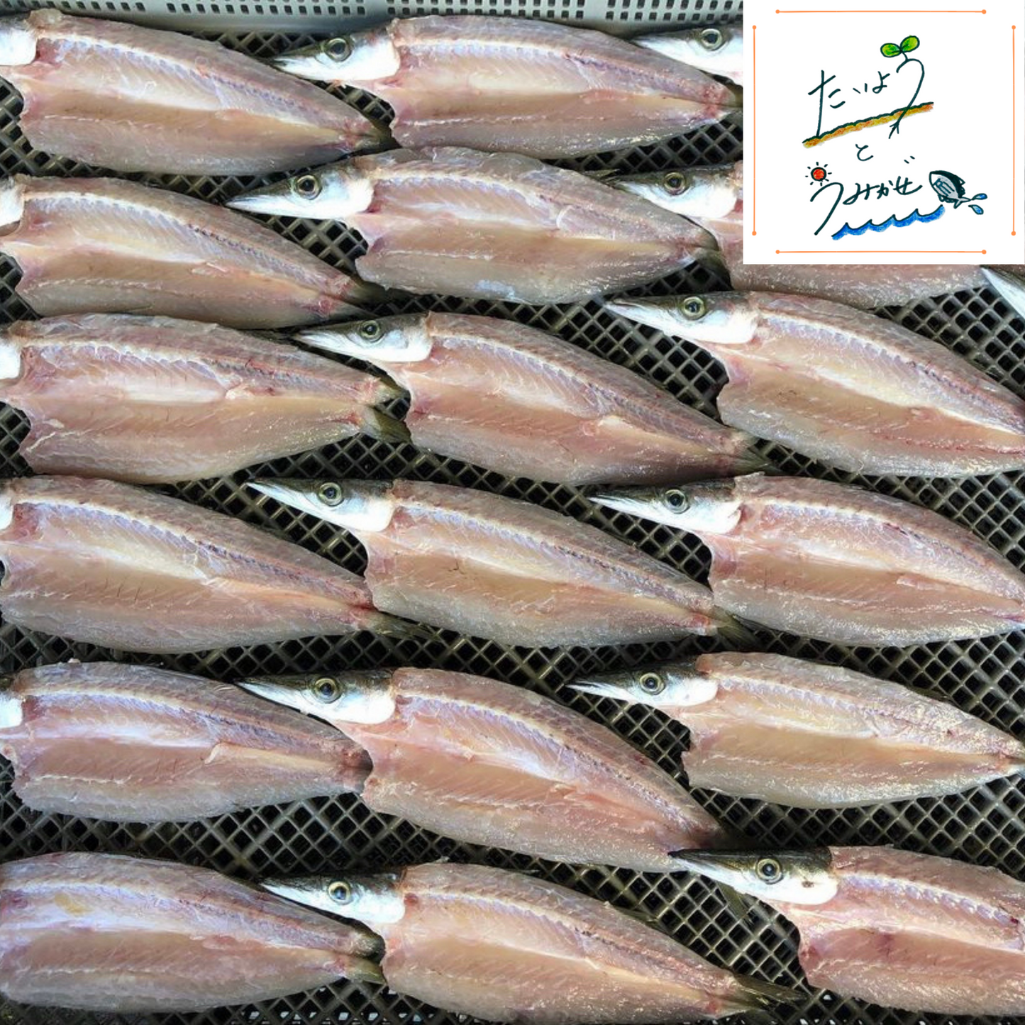 特選!土佐清水産干物セット