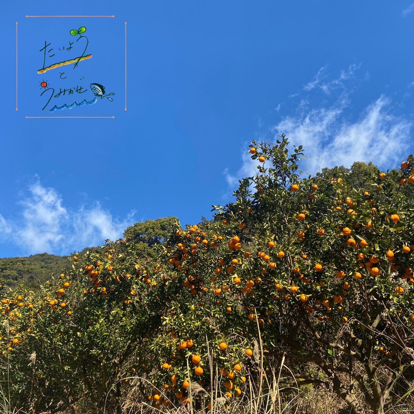 乳酸菌生成ポンカン