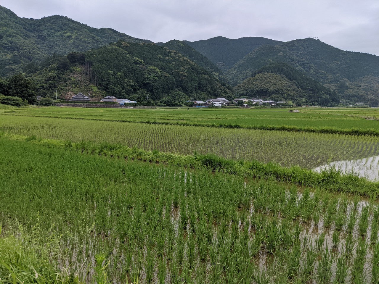 2025年新米土佐清水産 ミルキークイーン