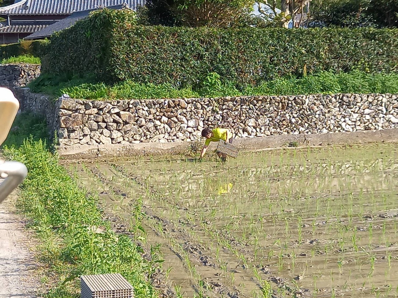 2025年新米土佐清水産 ミルキークイーン