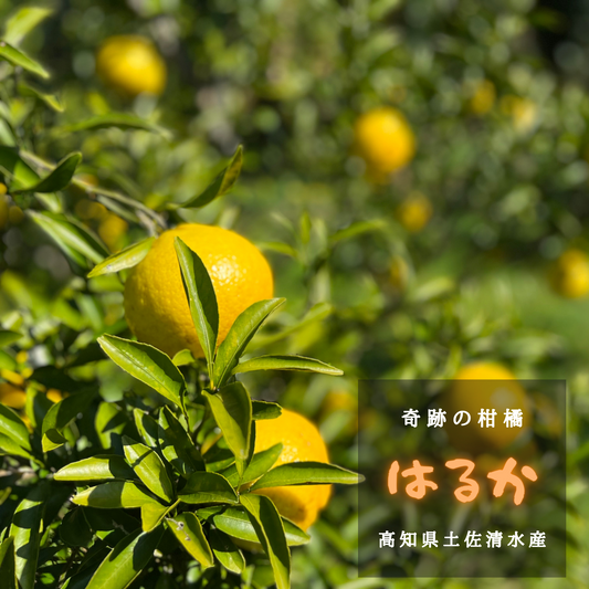 奇跡の柑橘「はるか」