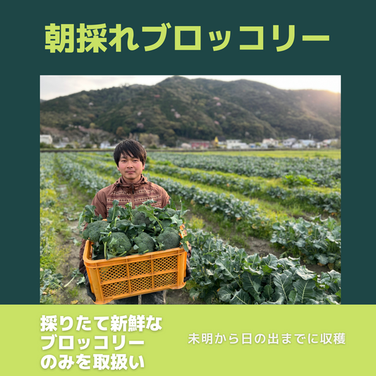 朝採れ春ブロッコリー